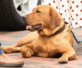 Ferienwohnung in Binz - "Villa M&ouml;nchgut", FeWo Dietrich - Bild 10