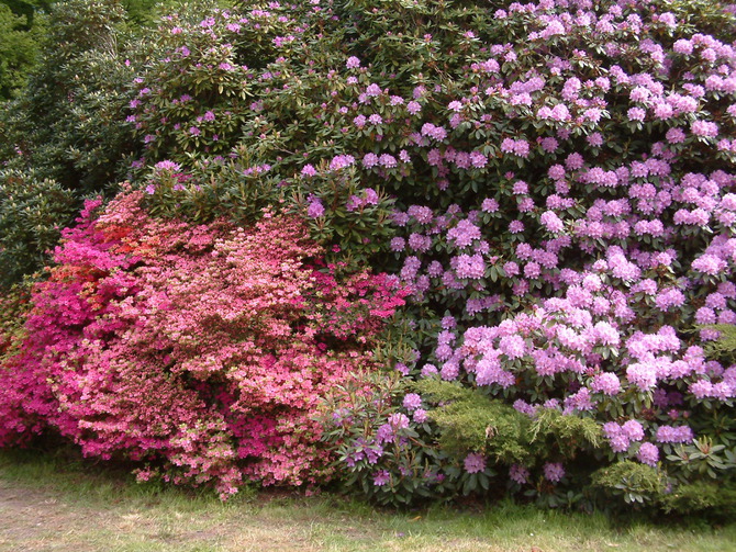 Bungalow in Graal-Müritz - Allegra - Rhododendronpark