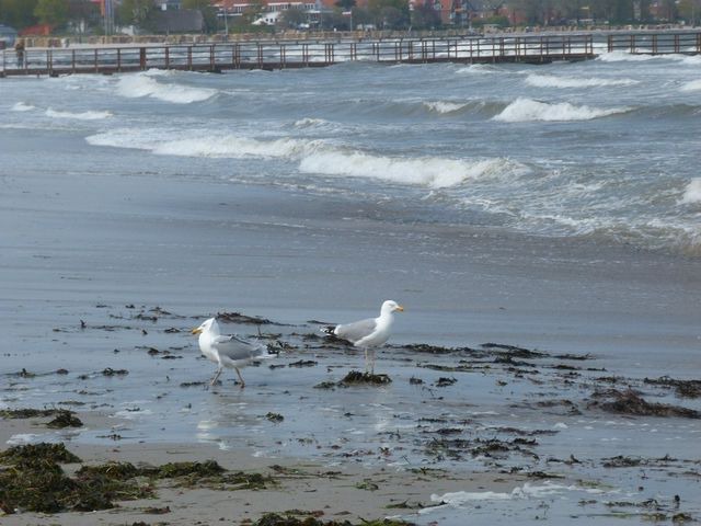 Ferienwohnung in Eckernf&ouml;rde - Rieger FW 3 - Bild 19