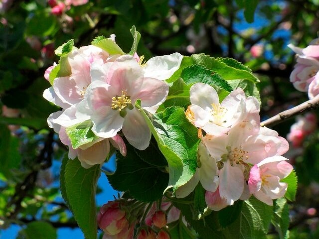 Ferienwohnung in Fehmarn OT Todendorf - Ferienhof Manowski Nr.1 - Bild 13
