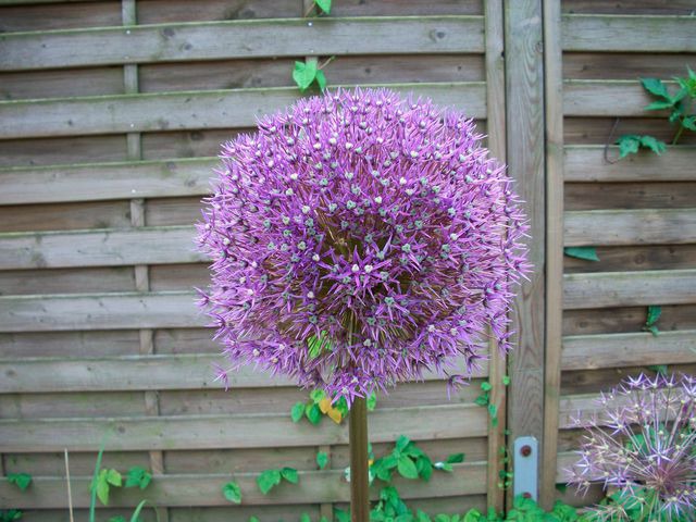 Ferienhaus in Fehmarn OT Burg - Ferienhaus Maren mit eingezäunten Garten - Bild 15