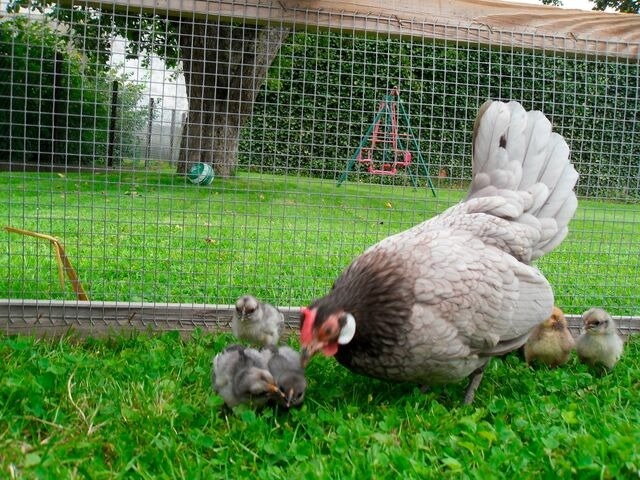Ferienwohnung in Fehmarn OT Todendorf - Ferienhof Manowski Nr.2 - Bild 14