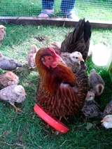 Ferienhaus in Fehmarn OT Wenkendorf - "Ferienhof Hinz" - Landhaus Utspann - Bild 24