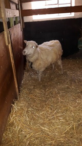 Ferienwohnung in Fehmarn OT Petersdorf - G&auml;stehaus Nielson - Wohnung "Buschwindr&ouml;schen" - Bild 21