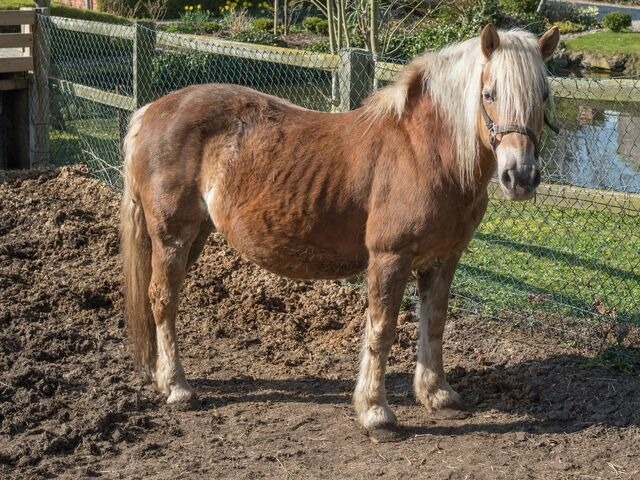 Ferienwohnung in Fehmarn OT Petersdorf - Gästehaus Nielson - Wohnung "Vergissmeinnicht" - Bild 9