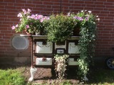 Ferienwohnung in Fehmarn OT Hinrichsdorf - Mohnblume Nr.2 - Bild 11