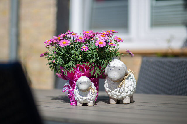 Ferienwohnung in Fehmarn OT Wenkendorf - "Ferienhof Hinz" - Klatschmohn EG - Bild 19