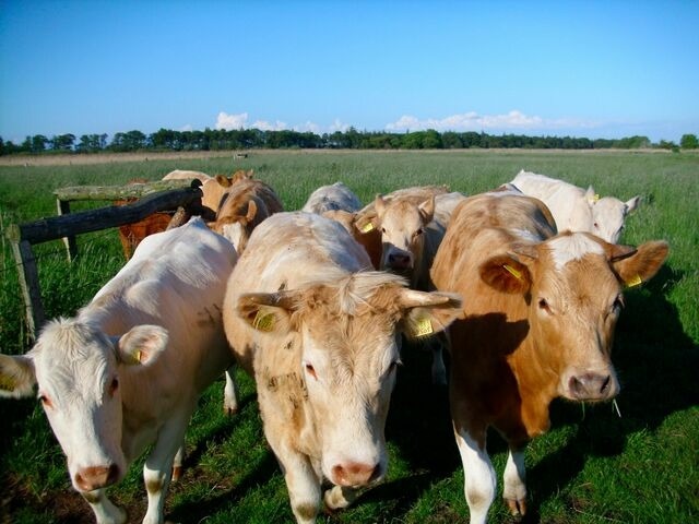 Ferienwohnung in Fehmarn OT Wenkendorf - "Ferienhof Bauernhof Hinz" - Donnerkeil OG - Bild 24