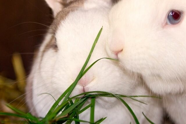 Ferienwohnung in Fehmarn OT Vitzdorf - Ferienhof Mau "Reihenhaus Schwein" - Bild 13