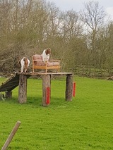 Ferienwohnung in Fehmarn OT Vitzdorf - Ferienhof Mau "Appartementhaus Gelb" - Bild 15