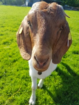 Ferienwohnung in Fehmarn OT Vitzdorf - Ferienhof Mau "Appartementhaus Gelb" - Bild 18