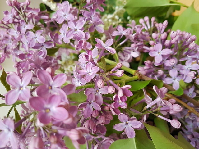 Ferienwohnung in Fehmarn OT Vitzdorf - Ferienhof Mau "Appartementhaus Gelb" - Bild 19