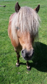 Ferienwohnung in Fehmarn OT Vitzdorf - Ferienhof Mau "Appartementhaus Gelb" - Bild 16