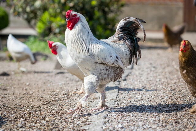 Ferienwohnung in Fehmarn OT Lemkendorf - Ferienhof Becker - Wiesentraum - Bild 12