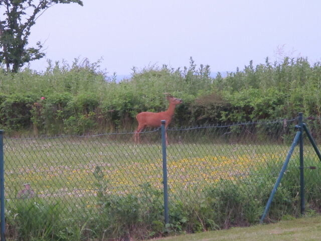 Ferienwohnung in Fehmarn OT Marienleuchte - Ferienwohnung Kath - Bild 15