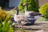 Ferienwohnung in Fehmarn OT Lemkendorf - Ferienhof Becker - Landlust - Bild 9