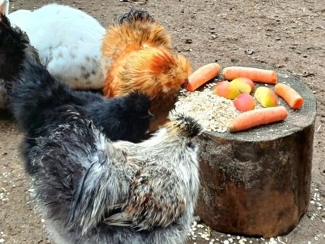 Ferienwohnung in Grömitz - "Pappelhof - Whg. 6" - Bild 20