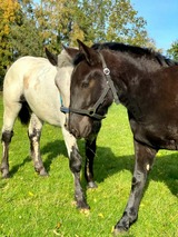 Ferienwohnung in Grömitz - "Pappelhof - Whg. 6" - Bild 22