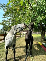 Ferienwohnung in Grömitz - "Pappelhof - Whg. 6" - Bild 24
