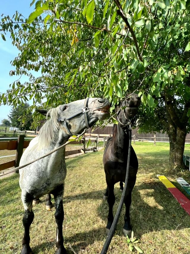 Ferienwohnung in Grömitz - "Pappelhof - Whg. 6" - Bild 24