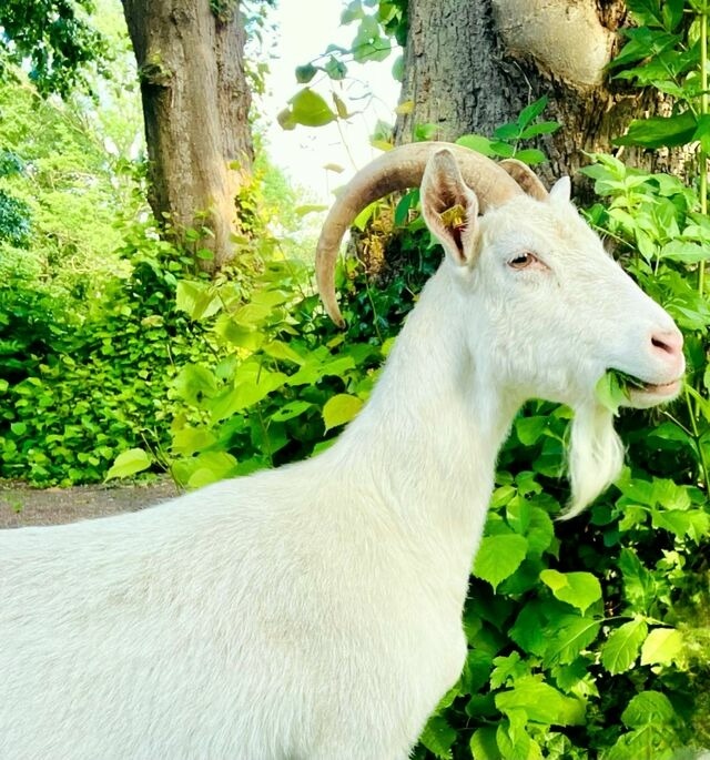 Ferienwohnung in Grömitz - "Pappelhof - Whg. 6" - Bild 25