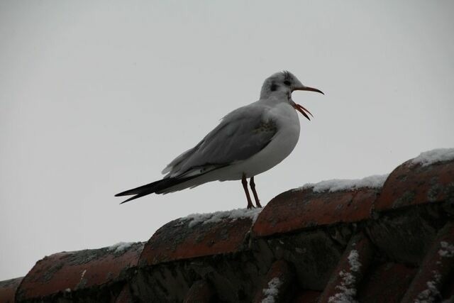 Ferienwohnung in Grömitz - Urlaub im Ostseebad Grömitz - ***Haus Neuborn - strandnah und ruhig gelegen (Whg. EG) - Bild 14
