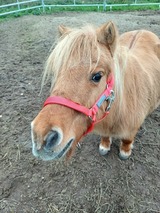 Ferienwohnung in Gr&ouml;mitz - "Pappelhof - Whg. 3" - Bild 24