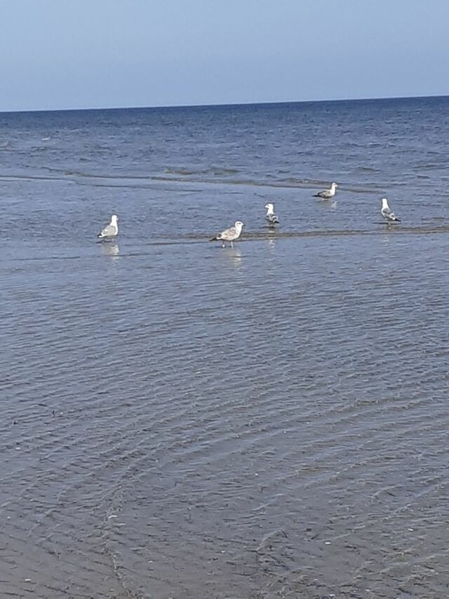 Ferienwohnung in Karlshagen - ferienwohnung köster - Bild 19