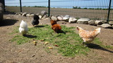 Ferienwohnung in Grube - Ferienhof Stoldt - unsere Hühner