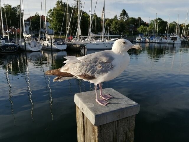 Ferienwohnung in Eckernf&ouml;rde - Borby-Haus - Bild 21