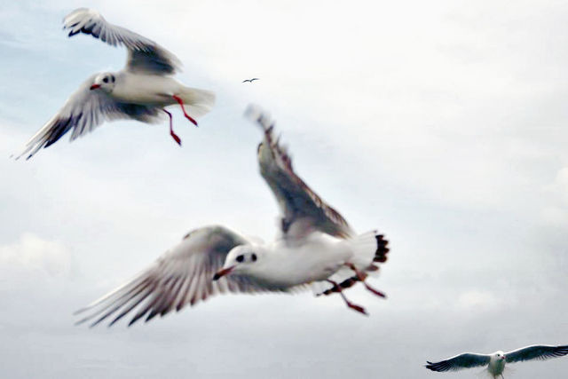 Ferienhaus in Zingst - Haus Seegurke - Bild 18
