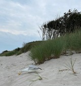 Ferienwohnung in Zingst - Ostseeresidenz - App. 08 Meeresrauschen - Bild 21