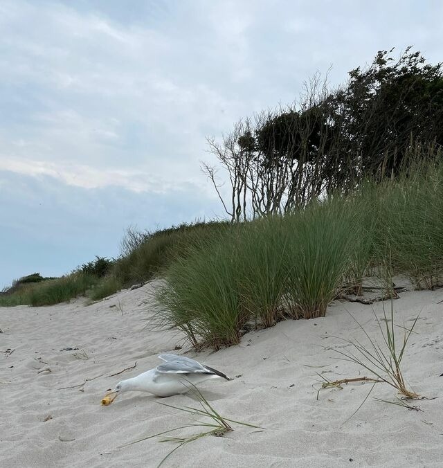 Ferienwohnung in Zingst - Ostseeresidenz - App. 08 Meeresrauschen - Bild 21