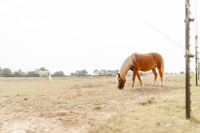 Ferienhaus in Fehmarn OT Staberdorf - Omas Haus - Bild 23