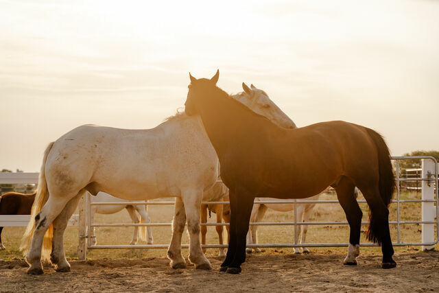 Ferienwohnung in Fehmarn OT Staberdorf - Alte Schule 2 - Bild 16