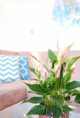 Ferienwohnung in Grömitz - STRANDIDYLL, 58 - Typ A1S - Bild 7