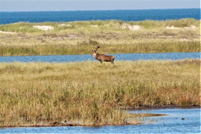 Ferienwohnung in Prerow - FeWo Rothirsch - Heuser Prerow - Bild 14