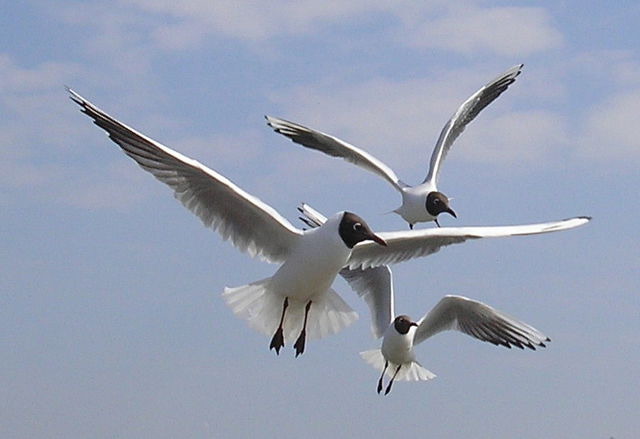 Ferienwohnung in Ostseeheilbad Zingst - Ferienwohnung Möwe - Bild 11