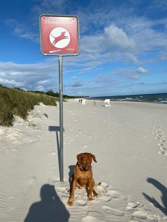 Ferienwohnung in Zingst - Meerzeit - Bild 15