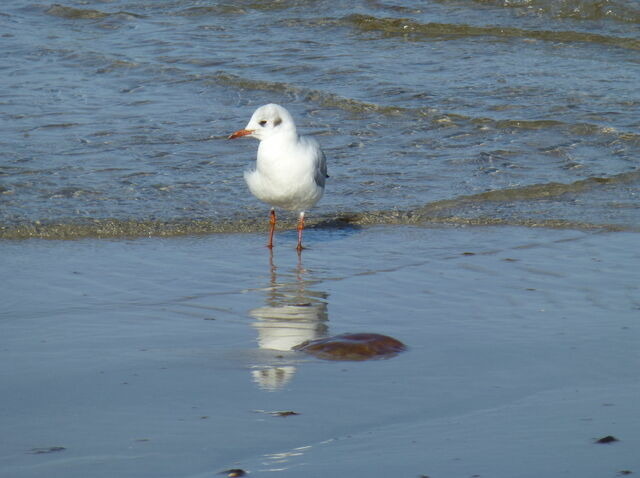Ferienhaus in Ostseeheilbad Zingst - SONDERPREISE Juni/ September 2025 --- beliebtes FH "Möwe" - nur 2 Minuten vom Strand... WLAN inklusive... - Bild 25