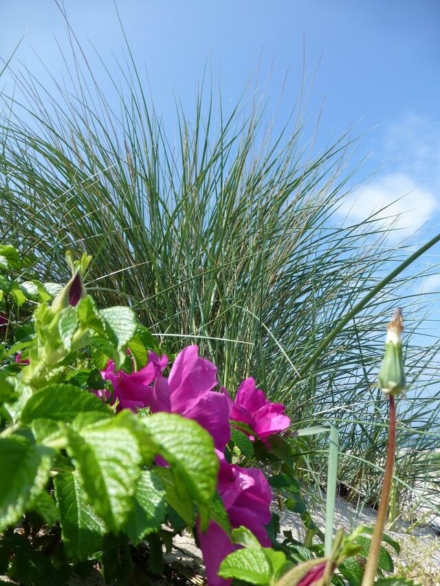Ferienwohnung in Fehmarn OT Kopendorf - Haus am Dorfteich Kopendorf, Wohnung 2 - Bild 18