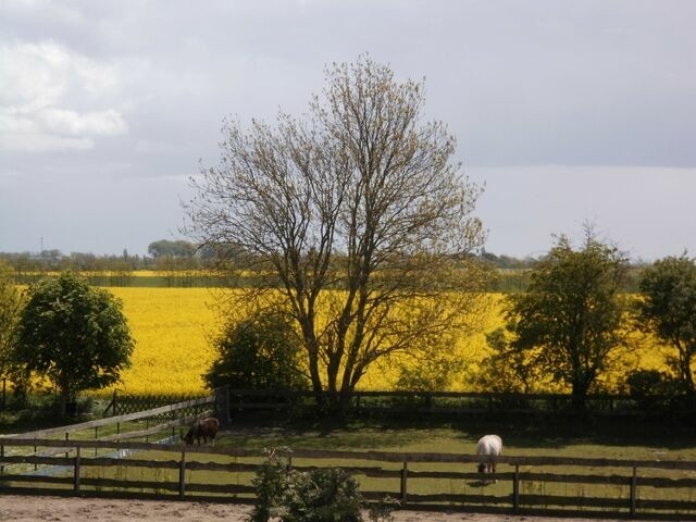 Ferienwohnung in Fehmarn OT Kopendorf - Haus am Dorfteich Kopendorf, Wohnung 2 - Bild 19