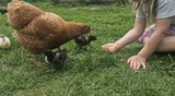 Ferienwohnung in Riepsdorf -  [Urlaub mit Hund] - freie Zeiten im Sommer - Bild 11