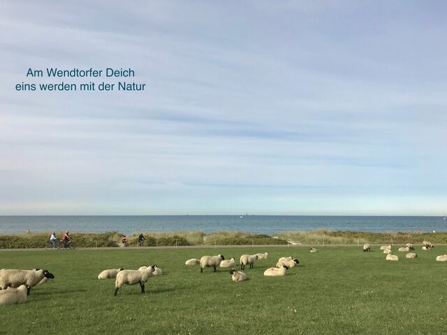 Ferienwohnung in Wendtorf - Whg. Haubentaucher - Haus Nordlichter - Bild 24