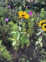 Ferienwohnung in Steinbeck - MP 1 Ankerplatz - Bild 14