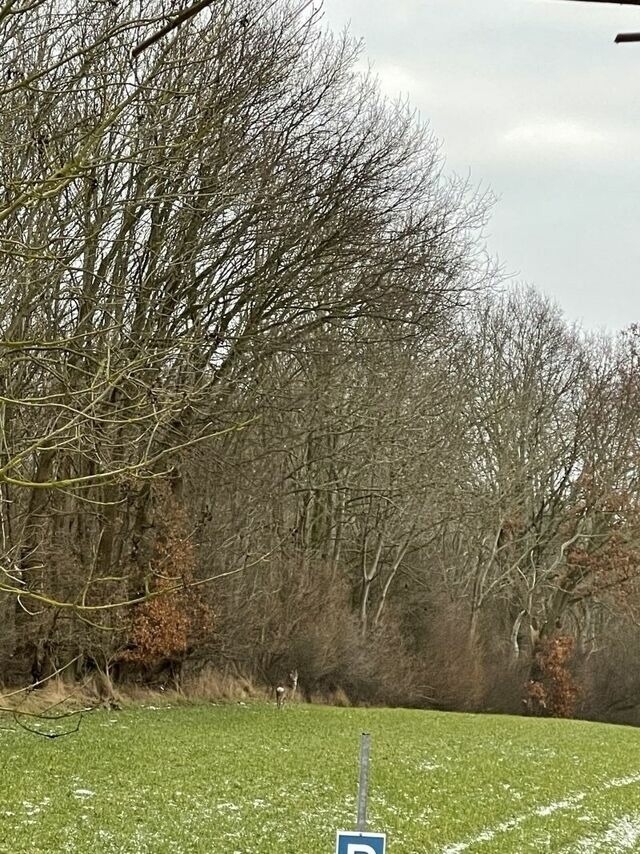 Ferienhaus in Steinbeck - MP 9 Villa - Bild 11