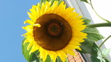 Ferienwohnung in Grube - Sonnenblume - Bild 10