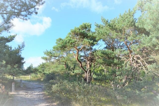 Ferienwohnung in Dierhagen - App. 134/Haus 3 - Bild 12