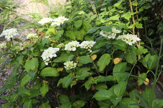 Ferienwohnung in Gr&ouml;nwohldshorst - Ferienwohnung Jonas - Bild 19