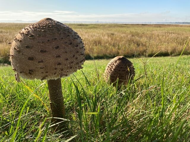 Ferienwohnung in Ostseeheilbad Zingst - Boddenkieker 15 - Bild 20